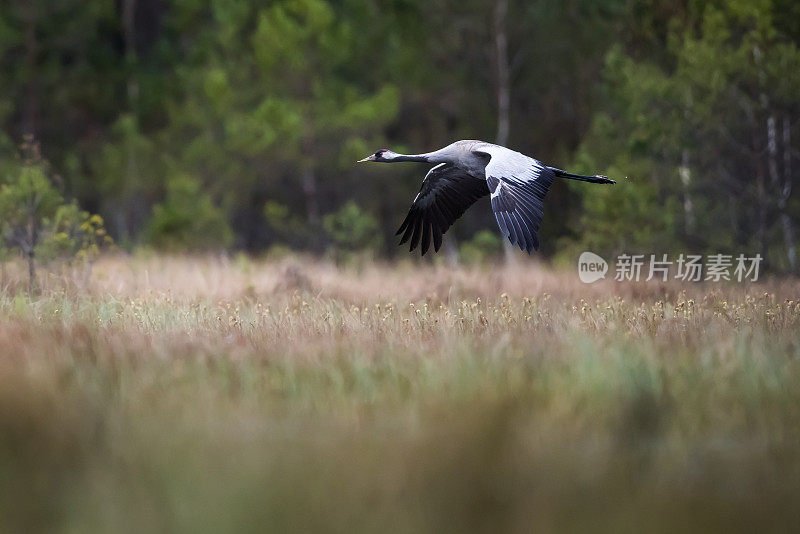 普通鹤(Grus Grus)